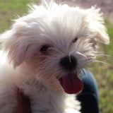 Seeking a Pet Sitter Job in North Vancouver, British Columbia