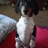 Long day at work, but Ur pup still needs their walk!? Hire me, & I will give Ur pup a long walk, & lots of love.