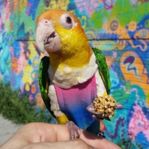 Pet Care Job Dawid Bo's Profile Picture