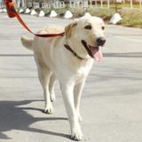 Hands N Paws, LLC (exceptional housesitting and pet-care)