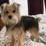 Woodland Pet Service Provider Job