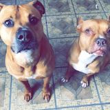 Daily Pet Sitter Wanted in Yonkers