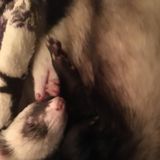 FOR HIRE: Fish sitter/cleaner. Ferret sitter. Dog walker.