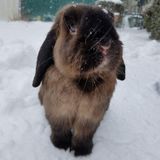 Animal lover who'd love to help you!