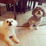 Looking for a trustworthy sitter who loves dogs!
