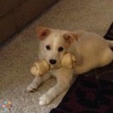 Puppy sitter