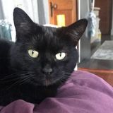 Allston Cat Sitter Needed