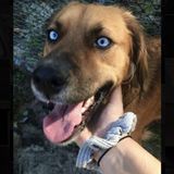 Experienced pet sitting/care provider, located in the Richmond area