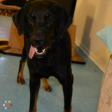 Looking for pet sitter from August 25-October 1st