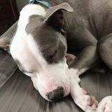 Hello, my name is Michelle and I am looking for pet care for my dog Libby, and her brother Chevy.