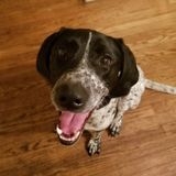 Have fun on the weekend: Just drop your pet for me. Fun for everyone!