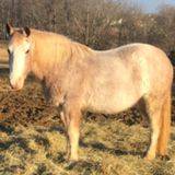 Need feeding help with 2 field boarded horses