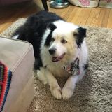 Experienced pet care individual