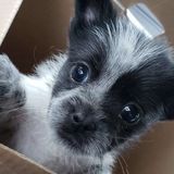 Housesitter Wanted in Vancouver
