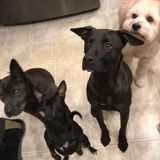 Dog Walker Available for Work in Montgomery