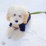 Puppy Walk/Play Monday Wednesday