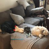 Holiday Pet feeding/walking for 2 dogs and 1 cat