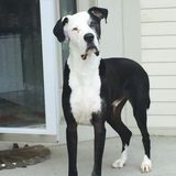 Wanted: Dedicated House/Pet Sitter