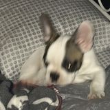 Granby Pet Sitter Job