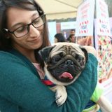 Passinate about dogs
