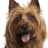 Looking for Flexible Petsitter in Columbus