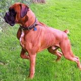 Energetic, Pet Loving, Animal Enthusiasts
