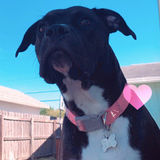 Caring animal and house sitter