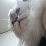 I'm your dog&cats friend!