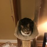 Qualified and Dependable Pet Sitter - Available Immediately