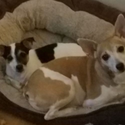 Pet Care Provider Jennifer Kromphold's Profile Picture