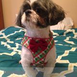 Seeking a Monday thru Friday Dog Walker