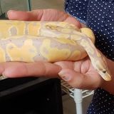 Reptile collection in need of check-ins in Hollywood