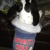 Broken Arrow Pet Sitter Available For Job Opportunities in Oklahoma