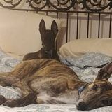 Work Opportunity: Martinsburg Dog Caregiver