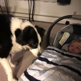 Professional House and Pet Sitting Service Provider in Wasilla