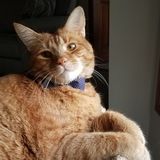 Pet Sitter Needed for Easy Going Orange Tabby