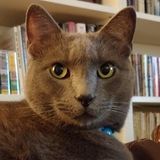 For Hire: Overnight/Long term pet & house sitter, experienced with pet care.