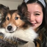 House sitting and Dog walking