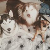 Available For a Pet Sitting Professional Job in Santa Cruz
