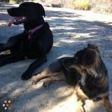 Loving Pet Sitter & Walker