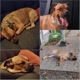Loving Dog Sitter Needed for jr high teacher!