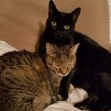 Hiring: Cat caretaker for my 2 cats while I am away