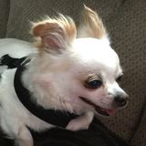 Bonita Dedicated Pet Care and part time child care. Available