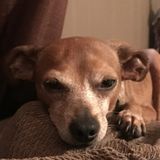 Columbus, Georgia Pet Lover