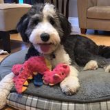 Nanny needed for busy family with adorable dog.