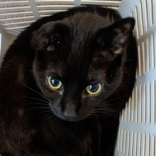 Pet Care Provider Sunday Z's Profile Picture