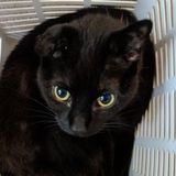 Experienced and Flexible Petcare