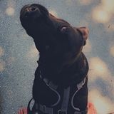 Dog Walker, Pet Sitter: Available Immediately