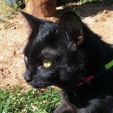 Johnson City Dog Walker/Pet Sitter/Animal Lover Seeking Being Hired