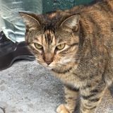 All critters pet boarding service